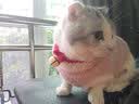 神经猫（shenjingmao）猫咪衣服冬季保暖过年防掉毛布偶蓝猫冬天宠物小猫猫幼猫秋季冬装 粉色【面料质感好】 M(建议体重5-8斤) 实拍图