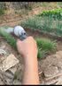 得力（deli）水泵浇菜神器浇水机电动抽水机自吸农用菜地浇水充电式洗车浇地 便携【DL5400双泵】裸机标配 实拍图