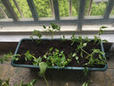 努拉派霍伦种菜盆花盆阳台种植神器蔬菜加厚长条长方形盆室内种植槽 大号：墨绿色 花盆1个(含托盘) 实拍图