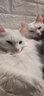 优趣鲜肉冻干粮益生元猫粮双拼粮鸭肉海苔成猫幼猫通用增肥营养全面 2kg 实拍图