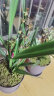 美乐棵 通用型水溶肥500g/瓶园艺种植花肥肥料阳台桌面盆栽水溶粉末肥 实拍图