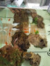 卡奇鱼 胎生鱼 玛丽球鱼热带观赏鱼淡水鱼活体鱼宠物鱼宠物活体丽丽曼龙 三色球鱼每种5只 实拍图