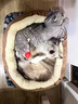 瓜洲牧猫窝狗窝冬季保暖加厚椭圆窝封闭式四季通用大号宠物窝冬天小型犬 优质棉【加高加厚】咖啡色 XL-超大型85*65【推荐50斤以内】 实拍图