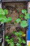 寿禾葡萄苗盆栽巨峰果苗果树苗带盆带土发货南北方种植寿光四季种子苗 （带盆带土紫果）巨峰葡萄苗 2棵 实拍图