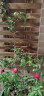 森特玛防腐花架子实木室内悬挂式墙壁上阳台装饰布置客厅盆栽简约 碳色 单个条形120x30款 晒单实拍图