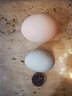 红太阳咸鸭蛋6枚 55g/枚 高邮大级吸塑包装熟鸭蛋咸蛋 实拍图