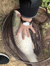 宝飞龙鱼竿大爱无疆5H28调鲤鱼竿超轻超硬碳素台钓竿 4.5米+金属竿止 实拍图
