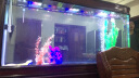 欧宝鱼缸水族箱客厅生态玻璃家用屏风子弹头隔断柜金鱼缸定制水族箱 150x43x76/70 cm 晒单实拍图