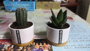 绿荫巷子仙人掌球多肉植物盆栽室内类电脑桌面绿植小盆栽组合好养肉肉盆景 【芦荟】白瓷含托盆 含盆 实拍图