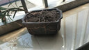 裕轩堂紫砂花盆多肉菖蒲盆景宜兴室内桌面花盆陶瓷创意批发多肉创意个性 紫砂--0149 小 实拍图