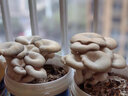 菇婆婆DIY平菇蘑菇种植桶装食用菌盆栽蘑菇菌包家庭种植蘑菇菌包 姬菇 实拍图