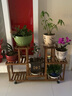 华观家居（Home Giving Furniture）多层实木花架阳台置物架室内花架子客厅落地式多肉绿萝花盆植物架 C款碳色带轮 实拍图