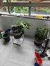 御卉阁 绿植盆栽花卉昙花苗  琼花苗 俗称月下美人 香味浓郁室内外盆栽 4年苗当年开花 实拍图