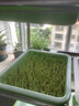 一播大地 小麦种子麦苗榨汁芽苗菜种子无土水培栽培纸上种菜阳台 麻豌豆250克 实拍图