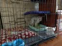 憨憨宠 猫笼 折叠猫笼子带厕所猫别墅幼猫成猫猫舍猫窝双层猫咪笼子 黑色850双层 实拍图