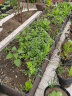 易栽乐（Yizail） 2.5S种植箱咖啡色塑料种菜盆 阳台种菜组合式长方形庭院大花盆 4联种植箱160*40*26cm 实拍图
