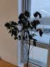 临雅马醉木水培植物鲜切枝条盆栽活树室内小绿植日本吊钟树苗客厅水培 120-130cm+90-110cm一枝+吊牌 实拍图