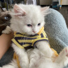 华元宠具（hoopet）猫咪衣服宠物猫猫四脚防掉毛小猫衣服春季薄绒幼猫无毛猫可爱服装 【薄绒】黄色四脚背带裤 XS：胸围30cm(建议1-3斤） 实拍图