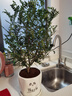 开时果 正宗胡椒木盆栽清香型 桌面植物苗防驱蚊草绿植盆景源头直发包邮 【6年大苗】钱途无量瓷盆+肥料 实拍图