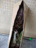 御春阁攀援植物美国五叶地锦苗子 爬山虎大苗 爬藤红叶爬墙虎花卉三叶 五叶爬山虎5年苗（2棵装） 实拍图