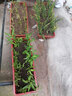 沃思林通用花土大包有机营养种菜养花种花专用种植土壤绿萝泥炭土思威博 40斤精制营养土种菜专用型已杀菌 实拍图
