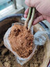 盆栽茶花苗 四季香妃茶花浓香型山茶花树庭院室内好养五色赤丹茶花树苗花卉植物 锦上添花 5年苗花期花苞多多 实拍图