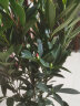 春沭 红山茶花盆栽四季茶花苗带花苞四季杜鹃大盆茶花树苗鲜艳花园植物 红山茶（90一1米高） 晒单实拍图