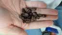 美喜啡（The favorite coffee） 咖啡豆意大利浓缩意式咖啡研磨粉纯黑咖啡批发家商用现磨咖啡豆 拼配意大利特浓 实拍图