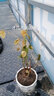 重瓣茉莉花盆栽浓香型南方四季开花带盆驱蚊绿植花卉室内阳台庭院 茉莉4~5棵带花苞发货【送八角高档陶瓷盆】 实拍图