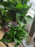 小冤家绿萝盆栽室内花卉绿植绿箩水养花卉盆景桌面办公客厅水培大叶绿色 180#中国风白盆四盆+肥料2包 实拍图