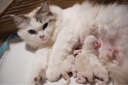 卫仕套装猫亲和羊奶粉200g*2小猫宠物新生猫羊奶粉营养速补帮助成长宠物营养品猫咪羊奶粉 实拍图