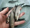 草鱼鱼苗活体淡水养殖食用吃草皖半斤食蚊鱼塘鱼缸观赏鱼草鱼苗批发 100条6-8厘米草鱼加10%防损 实拍图