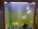 闽江（minjiang）鱼缸水族箱免换水生态造景客厅屏风中大型玻璃龙鱼缸观赏鱼家用 白色（礼包+升级过滤） 长60*宽30*高64.5（缸体不含柜） 实拍图