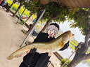 SHIMANO禧玛诺20款Majestic玛杰仕入门新手路亚竿 鱼竿 钓竿 1.98m 直柄 S66L-2 实拍图