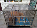 贝尼宠【不锈钢 加粗加厚 激光满焊】狗笼不锈钢结实金毛布拉多萨摩杜宾 124x90x108折叠加粗(有喂食小门) 实拍图