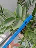 英悦 适用苹果15手机壳iPhone15Pro Max新款高档Plus磨砂镜头全包防摔超薄硅胶保护套女十五简约男高端 苹果15【深蓝色】不沾指纹·贈钢化膜 实拍图