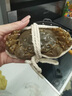 【活蟹】神行大闸蟹现货全母蟹鲜活去绳足重螃蟹生鲜河蟹海鲜礼盒 全母蟹2.5-2.8两 12只装 实拍图
