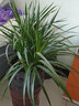若绿龙须树龙血树龙铁树室内客厅大型植物盆栽绿植 花卉源头直发包邮 50厘米3棵 实拍图