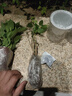 爱你一万年栀子花盆栽花卉植物室内绿植四季好养茉莉花源头直发驱蚊组合包邮 栀子花+茉莉花早安吸水盆 实拍图