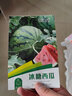 花沃里冰糖西瓜种子30粒/包 蔬菜种子花盆麒麟西瓜8424家庭盆栽种菜 实拍图