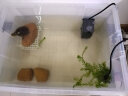 伊罕EHEIM 鱼缸内置过滤器乌龟过滤器 易提系列 高低水位通用 内置过滤器易提160（适合60-160L） 实拍图