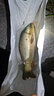 越奥（yueao）运动裤男宽松速干夏天休闲长裤夏季健身裤直筒田径训练裤跑步裤子 A101黑深灰 L码身高160-170cm体重55-60kg 实拍图