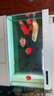 马印马印神灯龙鱼灯专用水族箱灯三基色增色灯水草鱼缸灯 led灯防水 马印增艳神灯(112CM-(35W)) 实拍图