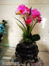 wo+ 高档新款手感PU蝴蝶兰仿真花艺客厅餐桌花电视柜装饰花假花 黑色扁陶瓷盆+紫红色蝴蝶兰 实拍图