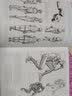经典全集 全解人体结构艺术用解剖学工具书籍素描美术绘画入门教程理解骨骼肌肉运动造型形体 实拍图