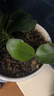 欧悟 蝴蝶兰花苗盆栽室内观花植物桌面阳台年宵花卉四季开花绿植花卉 帝王蝴蝶兰+透明原盆+原土 实拍图
