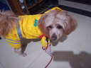 宠哆哆 狗狗雨衣小型 柯基雨衣泰迪雨衣小狗雨衣小比熊泰迪雨衣 雪纳瑞雨衣雨披四脚全包中型犬雨衣 黄色 XXL【建议18-23斤】 实拍图