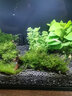 云峰海瑞 鱼缸水草前景莫丝莫斯水草水族箱造景套餐水草活体草缸造景装饰 中号沉木莫斯水草 实拍图