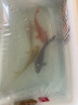 中国红冷水淡水观赏鱼锦鲤鱼活鱼金鱼小型好养红鲤鱼纯种小锦鲤 13-15cm长黑白黄红各一条 实拍图