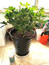 叹为观止大型植物鸭脚木办公室室内客厅大盆景植物盆栽花卉绿植苗八方来财 50到60厘米高如此图展示 不含盆 实拍图